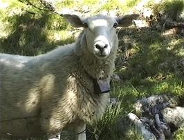 Norwegian mountain sheep have bells so they can be found easily